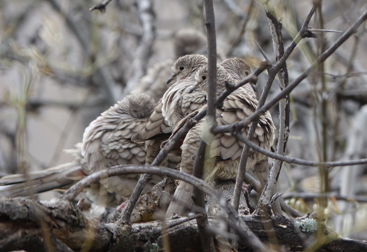 Inca Dove - ML640704732