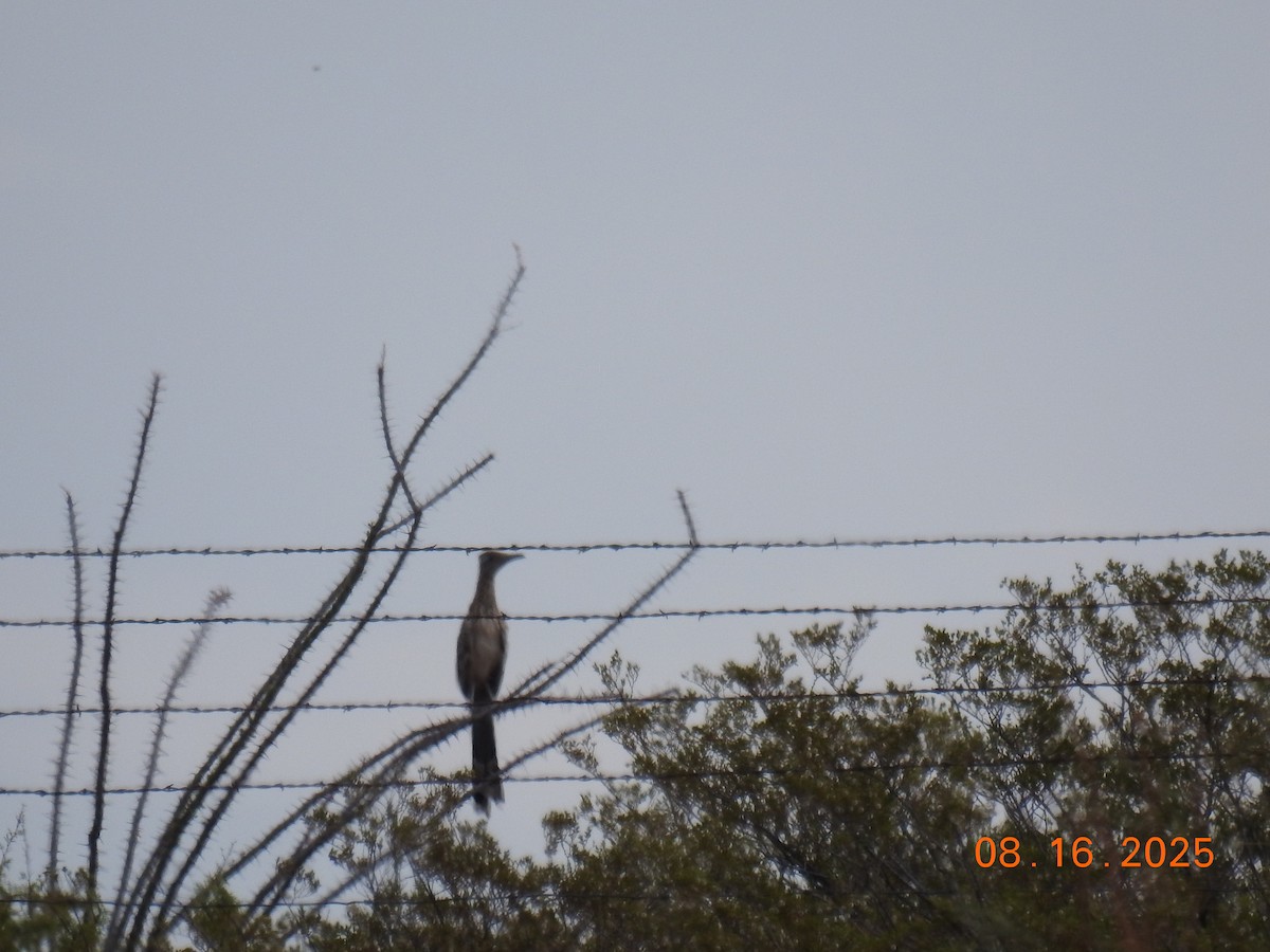 Greater Roadrunner - ML640704765