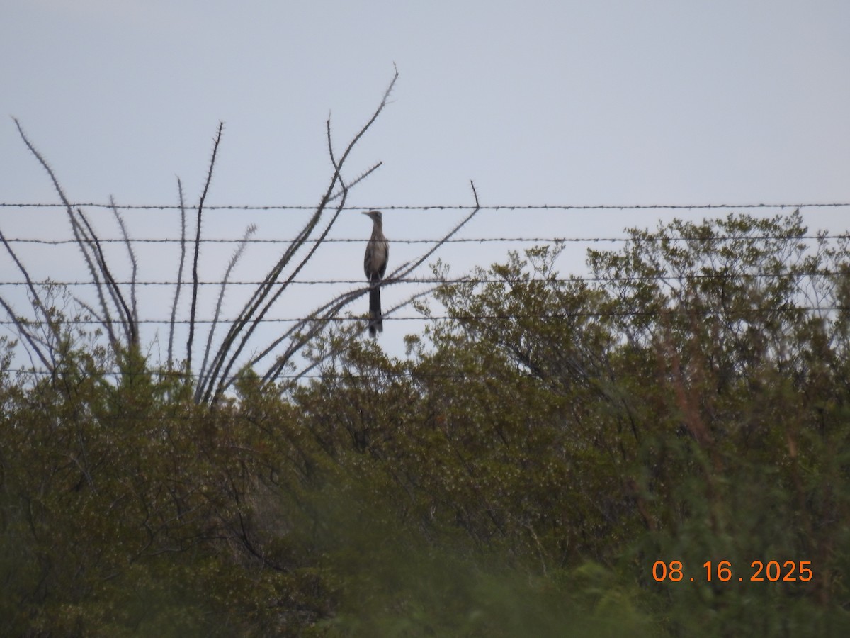 Greater Roadrunner - ML640704766
