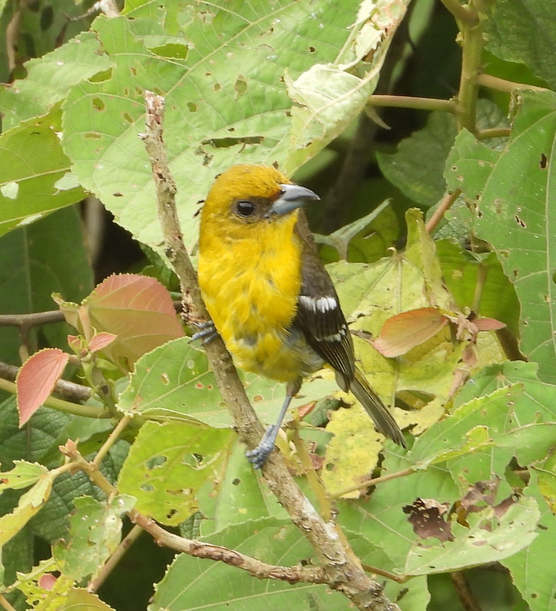 White-winged Tanager - ML640704789