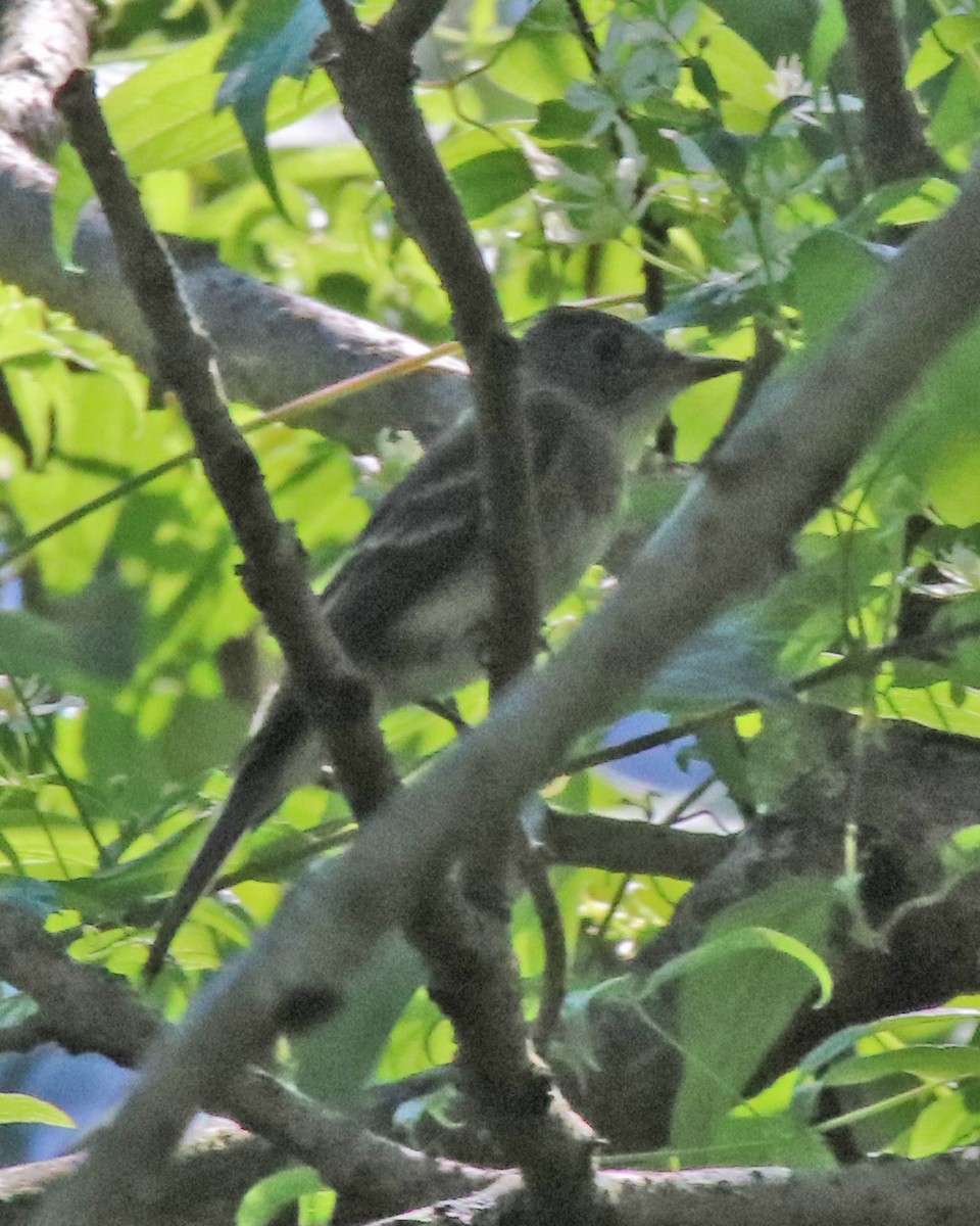Eastern Wood-Pewee - ML640704794