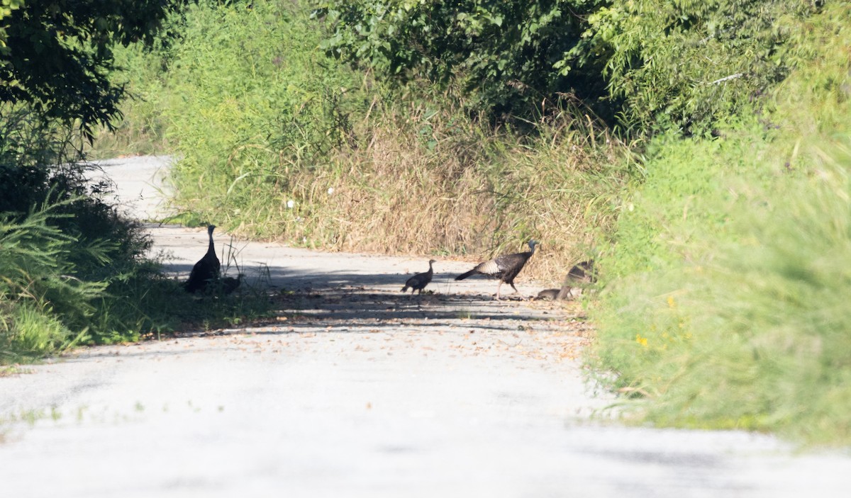 Wild Turkey - ML640704842