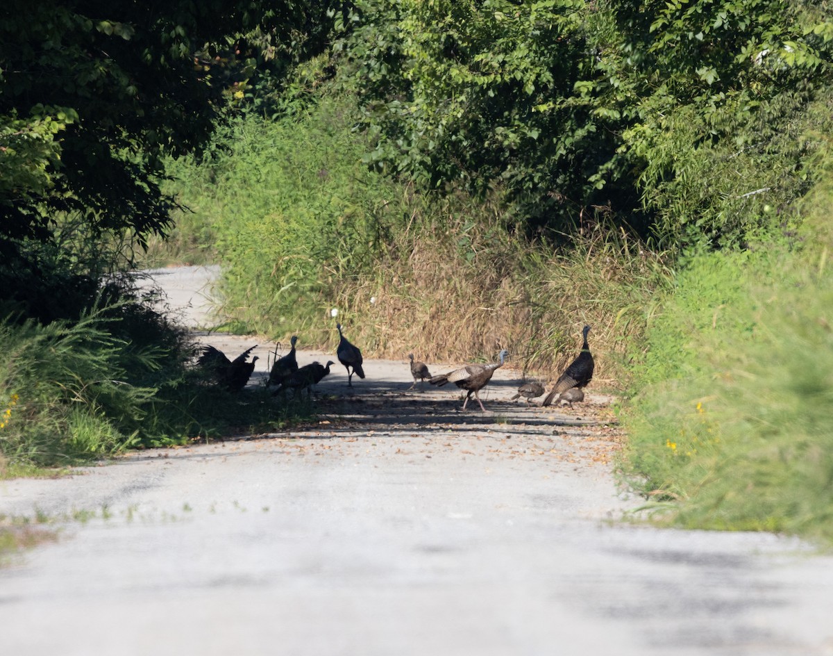 Wild Turkey - ML640704843