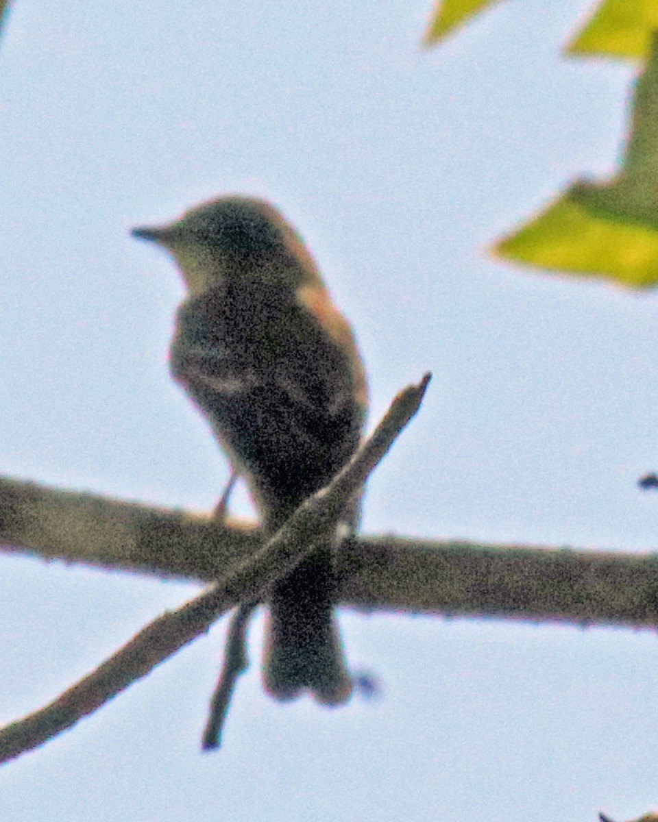 Eastern Wood-Pewee - ML640704844