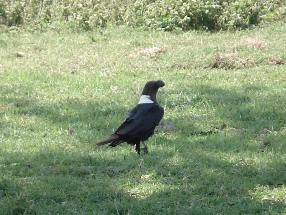 White-necked Raven - ML640704857