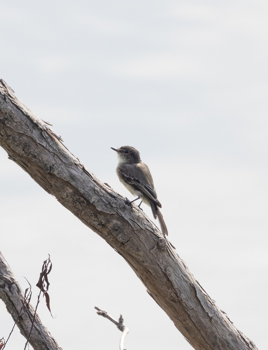 Alder/Willow Flycatcher (Traill's Flycatcher) - ML640704858