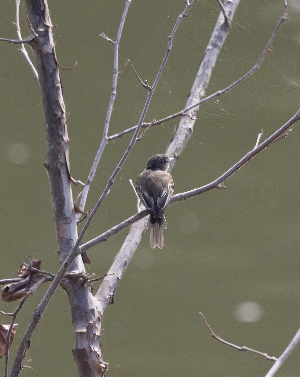 Alder/Willow Flycatcher (Traill's Flycatcher) - ML640704859