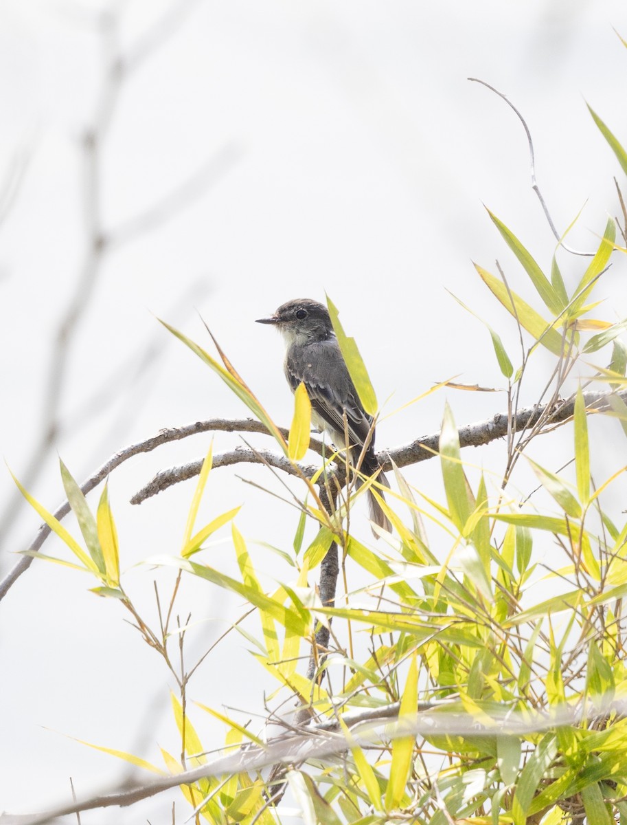 Alder/Willow Flycatcher (Traill's Flycatcher) - ML640704860