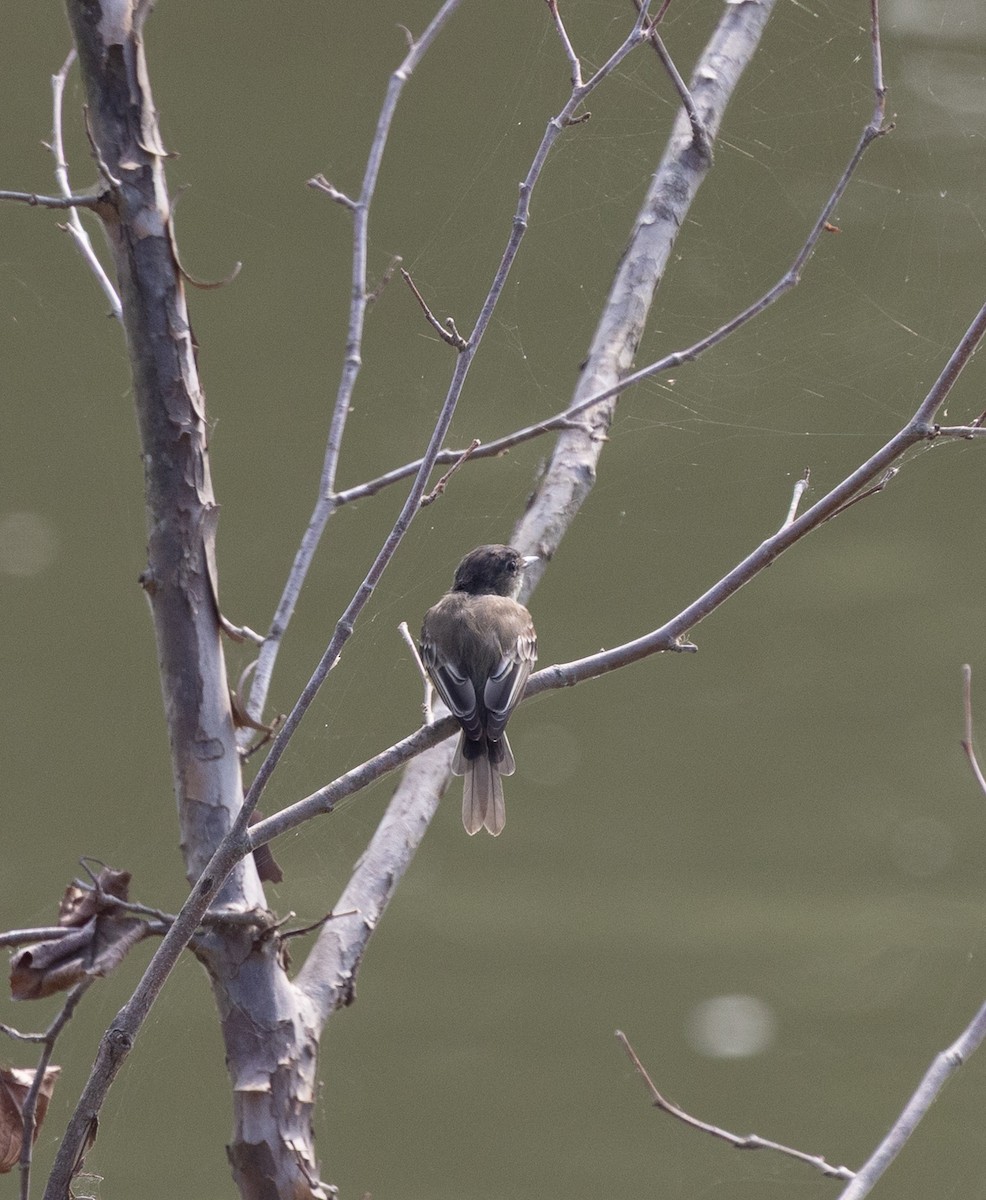 Alder/Willow Flycatcher (Traill's Flycatcher) - ML640704861