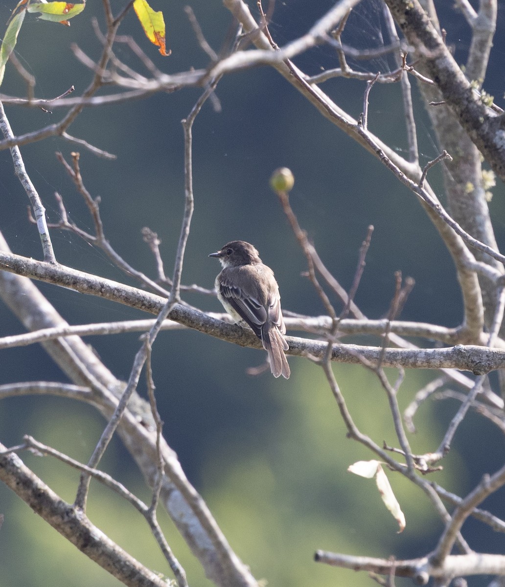 Alder/Willow Flycatcher (Traill's Flycatcher) - ML640704862