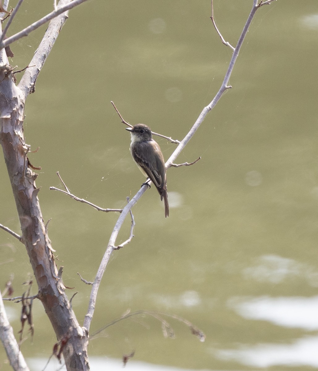 Alder/Willow Flycatcher (Traill's Flycatcher) - ML640704863