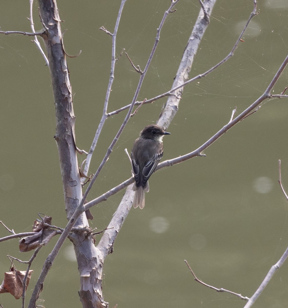 Alder/Willow Flycatcher (Traill's Flycatcher) - ML640704864