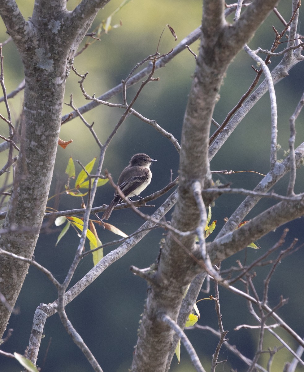 Alder/Willow Flycatcher (Traill's Flycatcher) - ML640704865