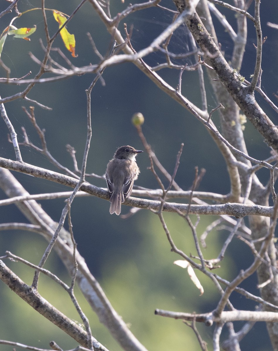 Alder/Willow Flycatcher (Traill's Flycatcher) - ML640704866