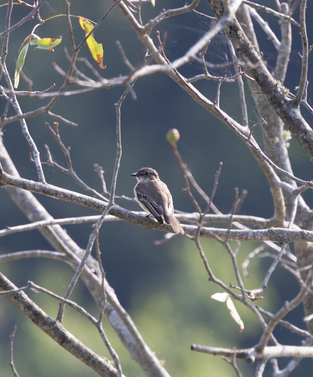 Alder/Willow Flycatcher (Traill's Flycatcher) - ML640704867