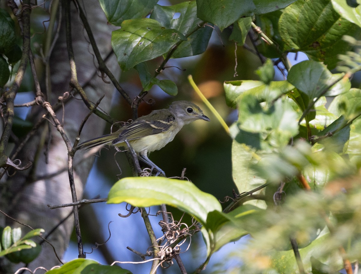 White-eyed Vireo - ML640704881