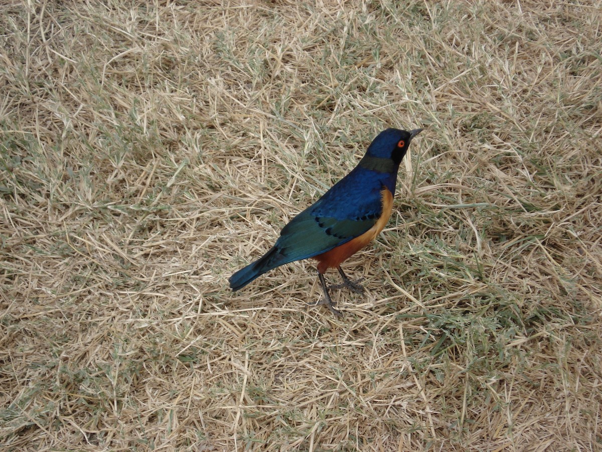 Hildebrandt's Starling - ML640704888