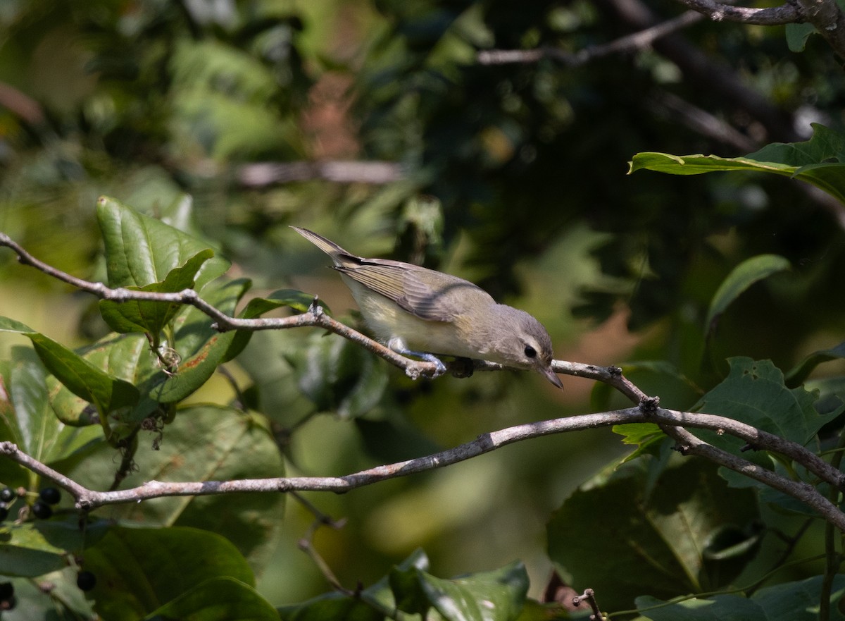 Warbling Vireo - ML640704889