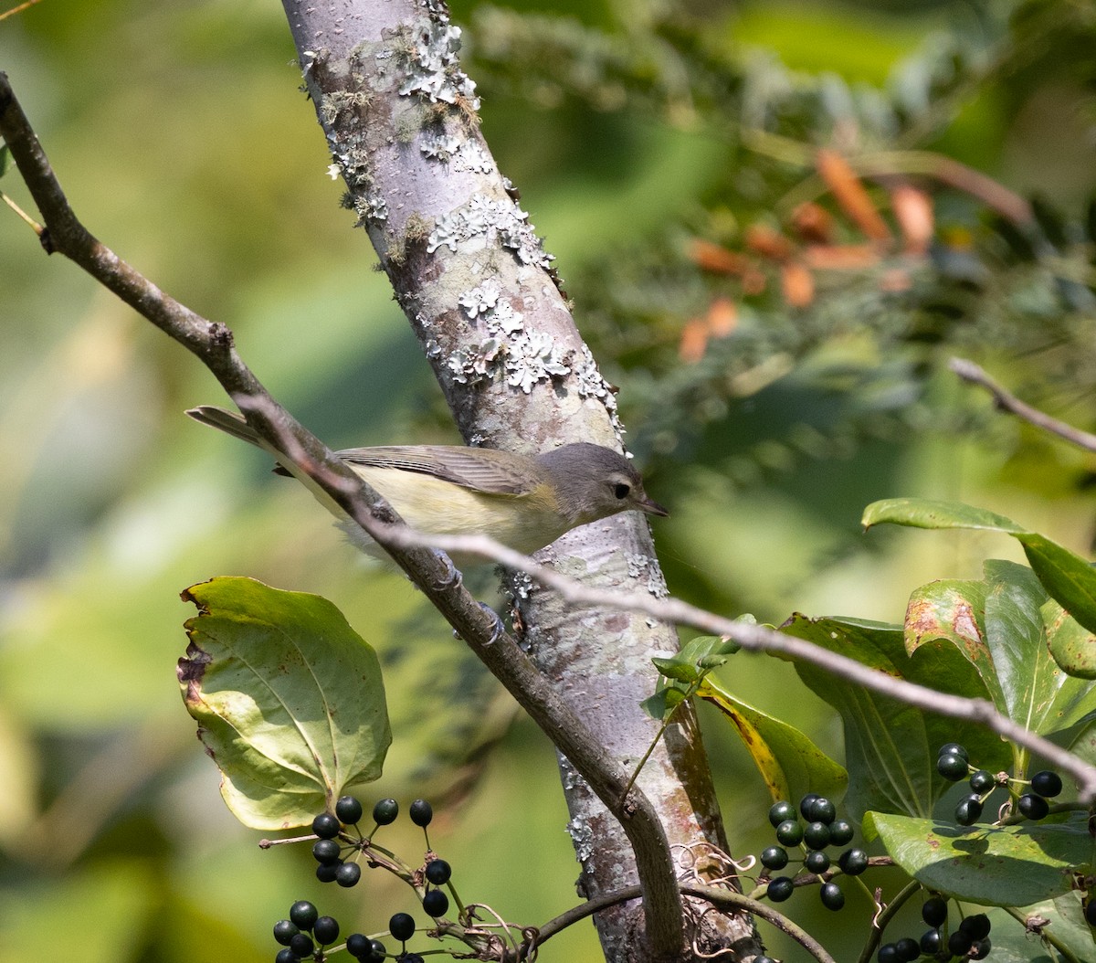 Warbling Vireo - ML640704890