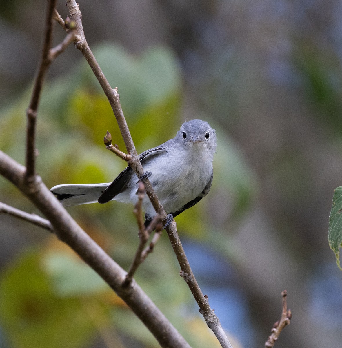 Blue-gray Gnatcatcher - ML640704908