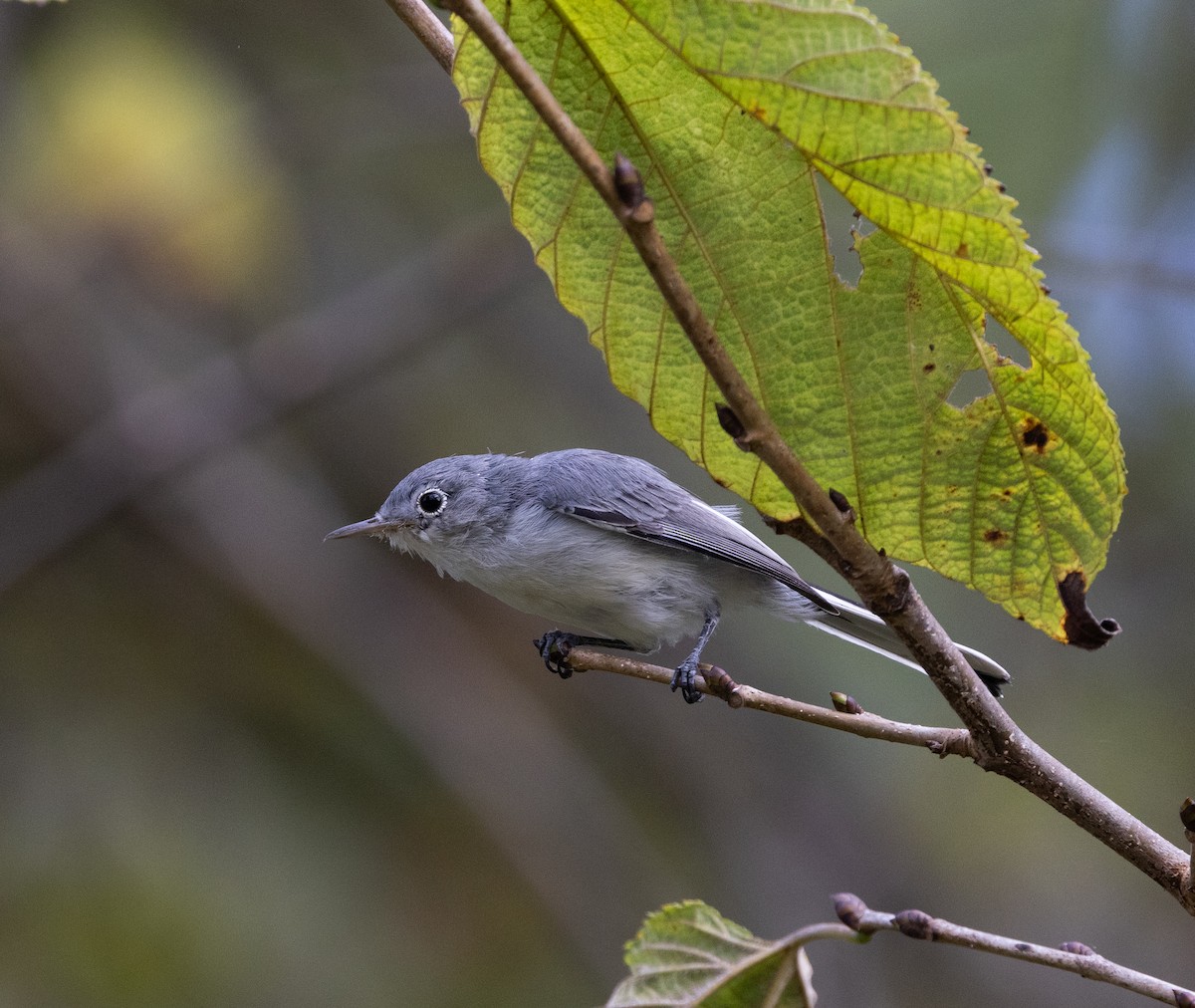 Blue-gray Gnatcatcher - ML640704909