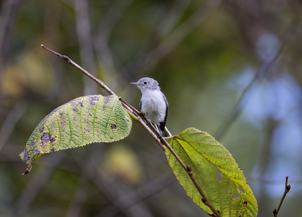 Blue-gray Gnatcatcher - ML640704910