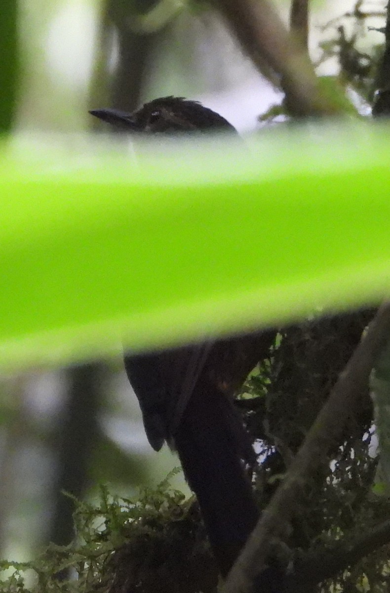 Spotted Barbtail - ML640704913