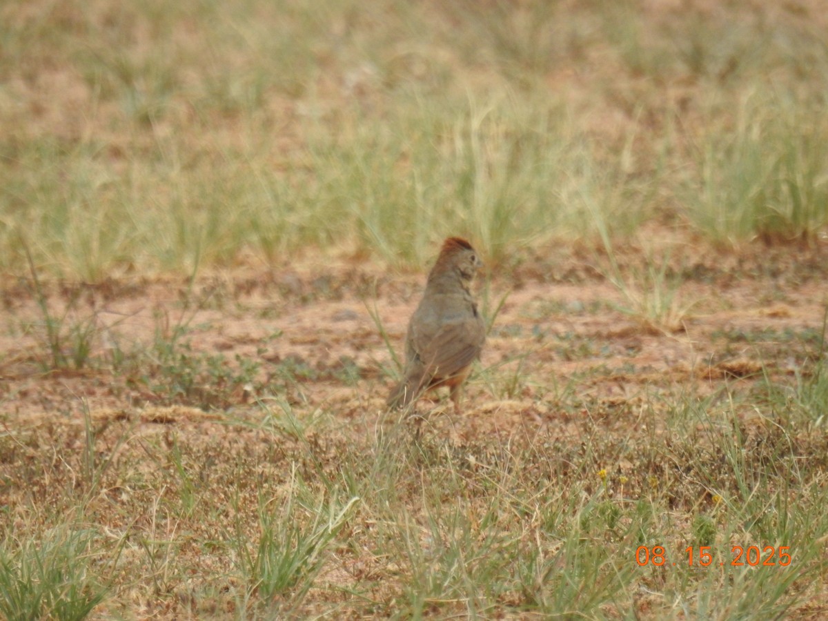 Canyon Towhee - ML640704940