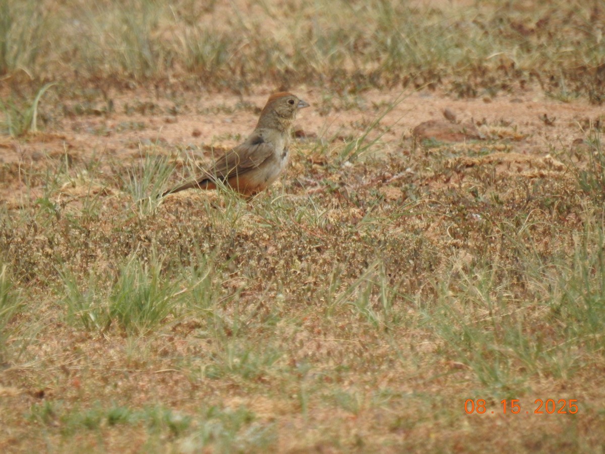 Canyon Towhee - ML640704941