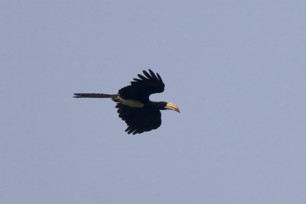 Congo Pied Hornbill - ML640704959