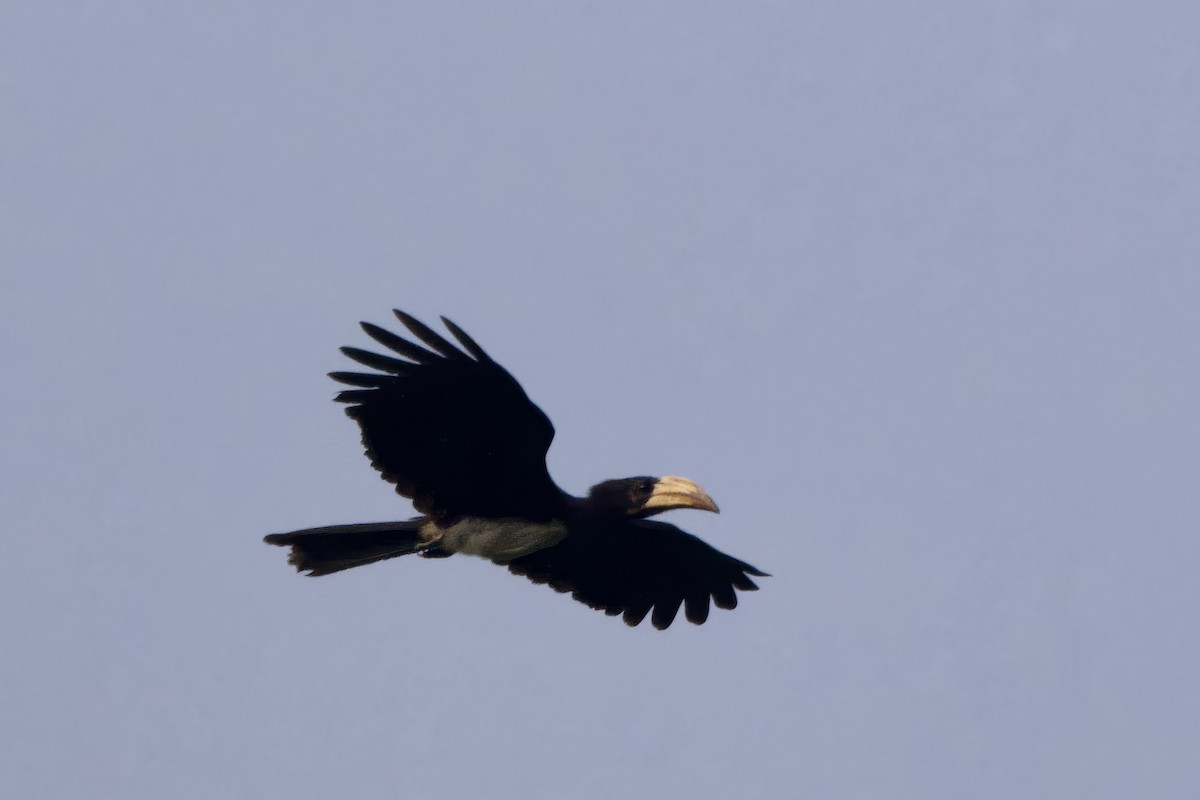 Congo Pied Hornbill - ML640704960
