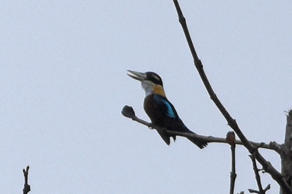 Rufous-bellied Kookaburra - ML640704967