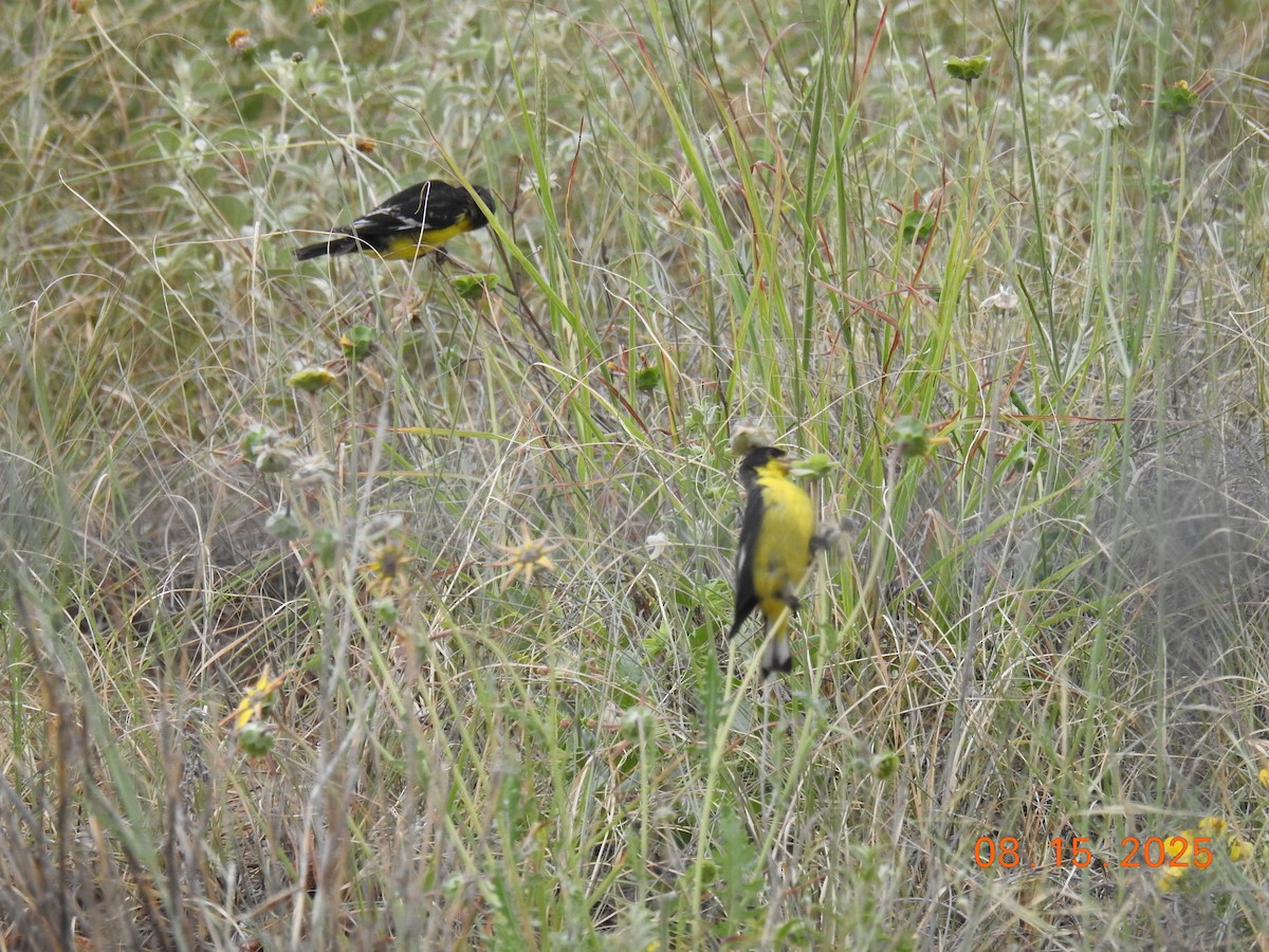 Lesser Goldfinch - ML640704971