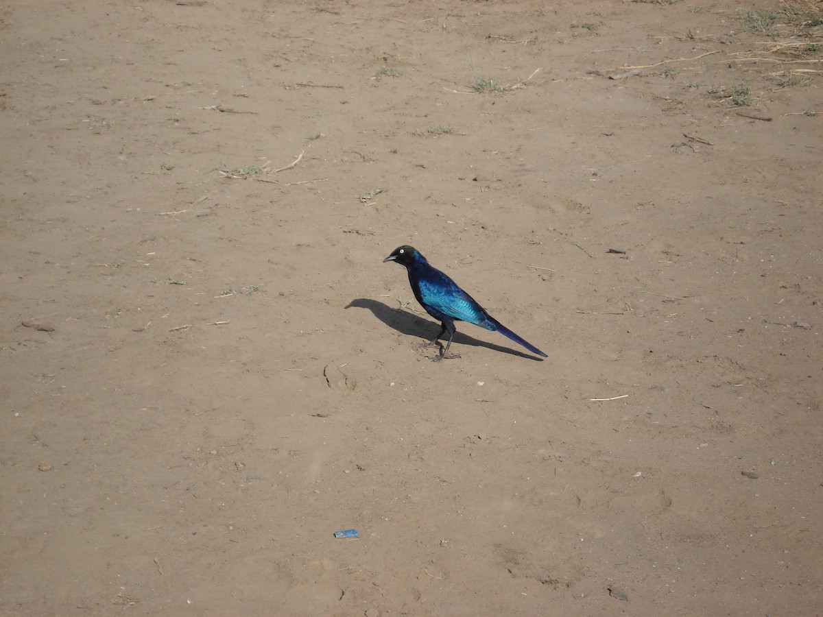 Rüppell's Starling - ML640704972