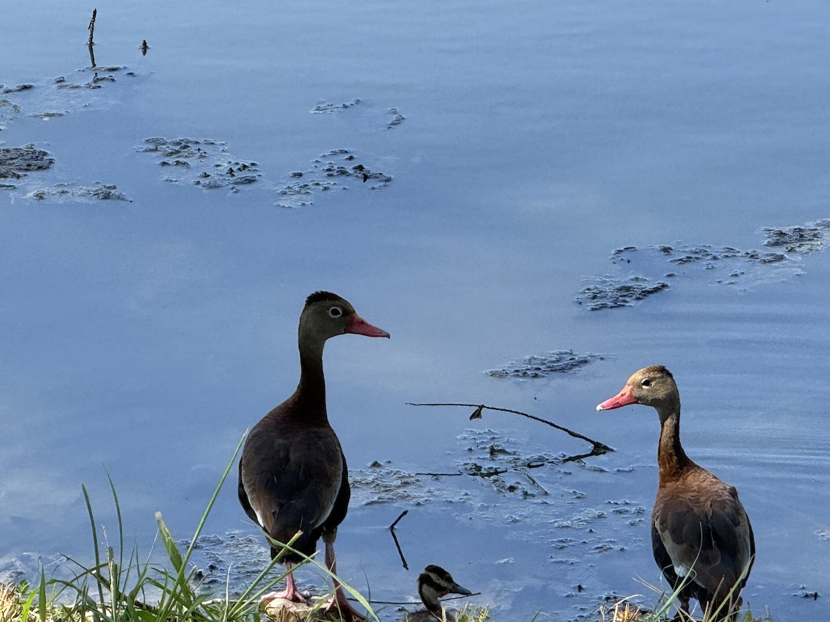 rødnebbplystreand - ML640704984