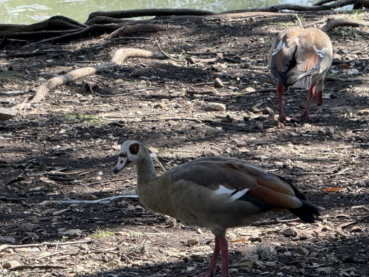 Egyptian Goose - ML640704991