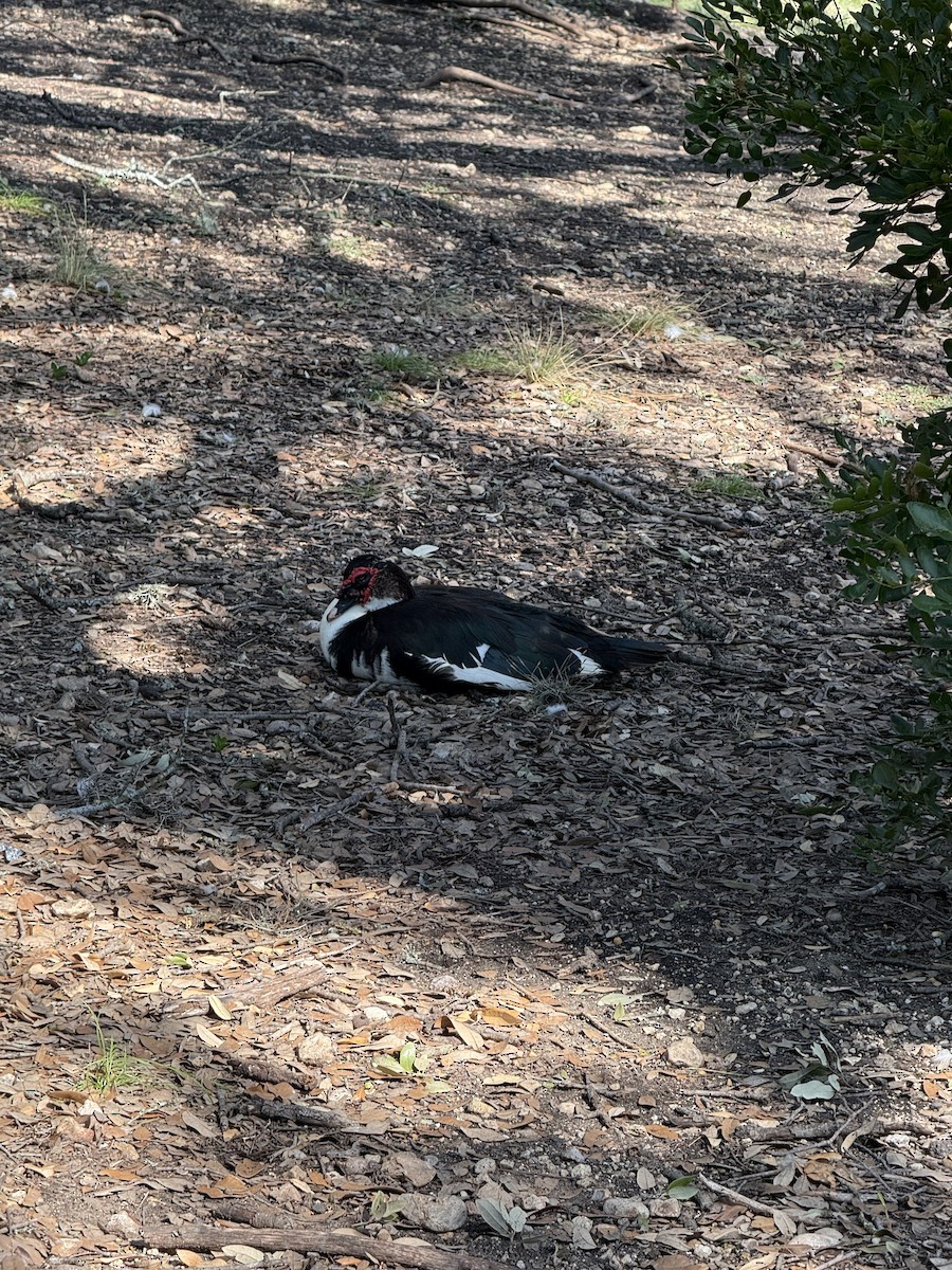 moskusand (domestisert knoppand) - ML640705002