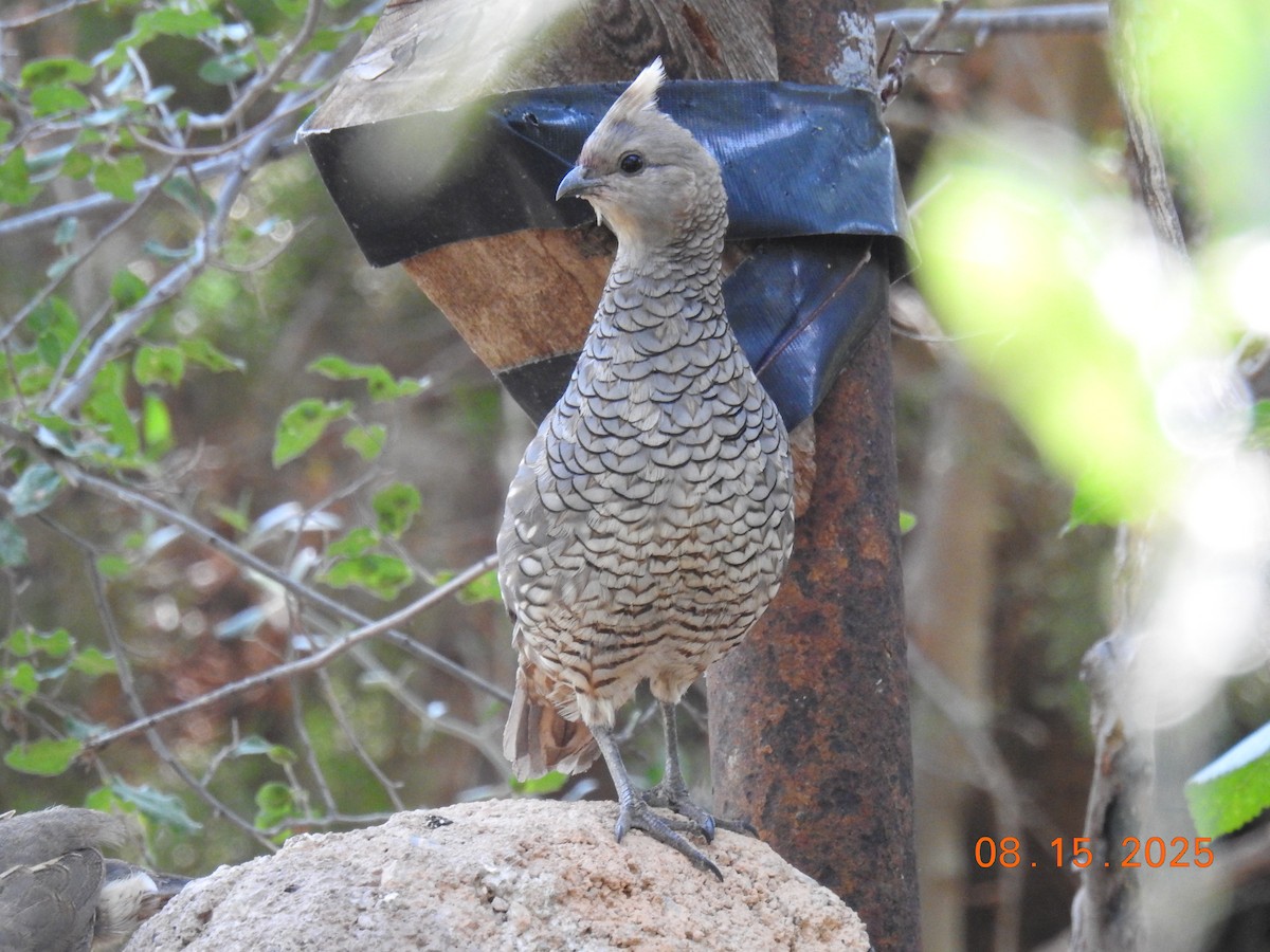 Scaled Quail - ML640705010