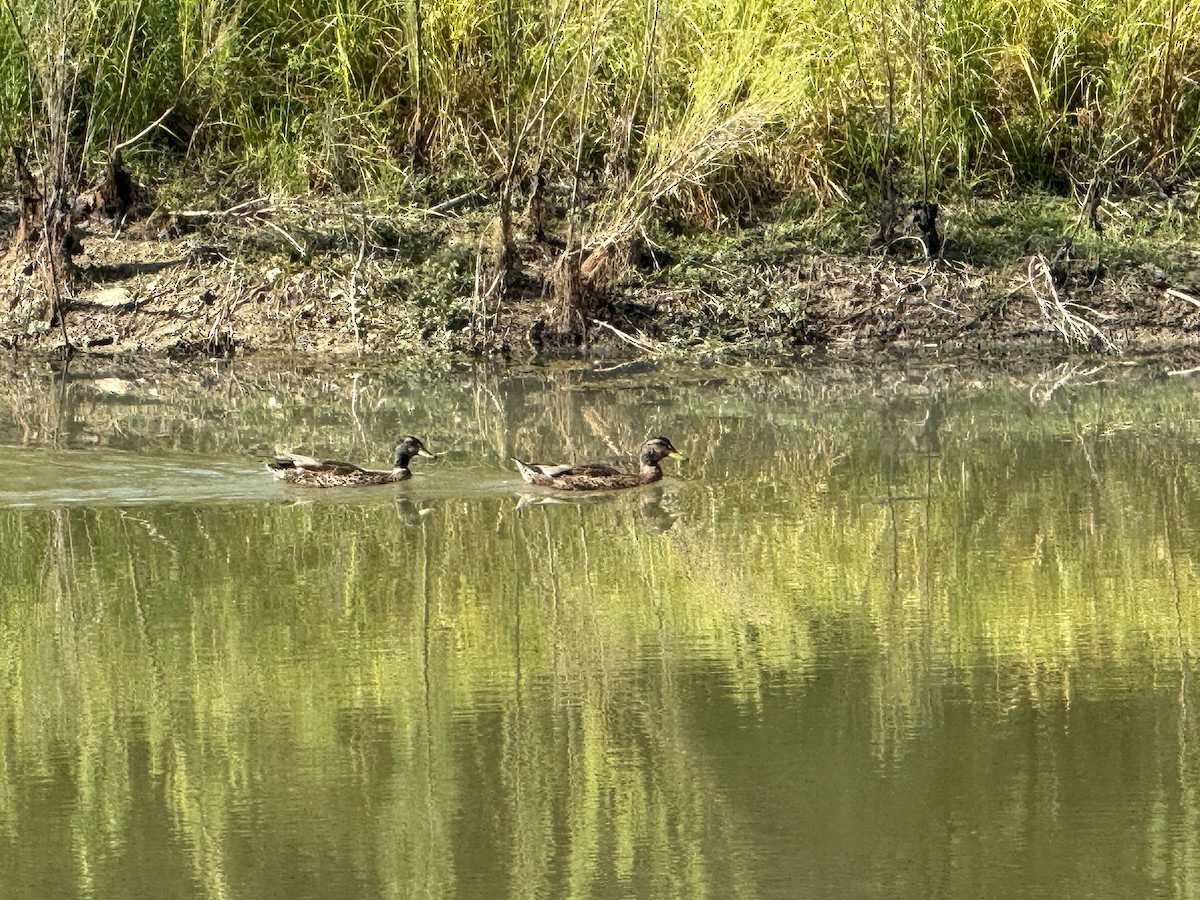 stokkand (domestisert) - ML640705011