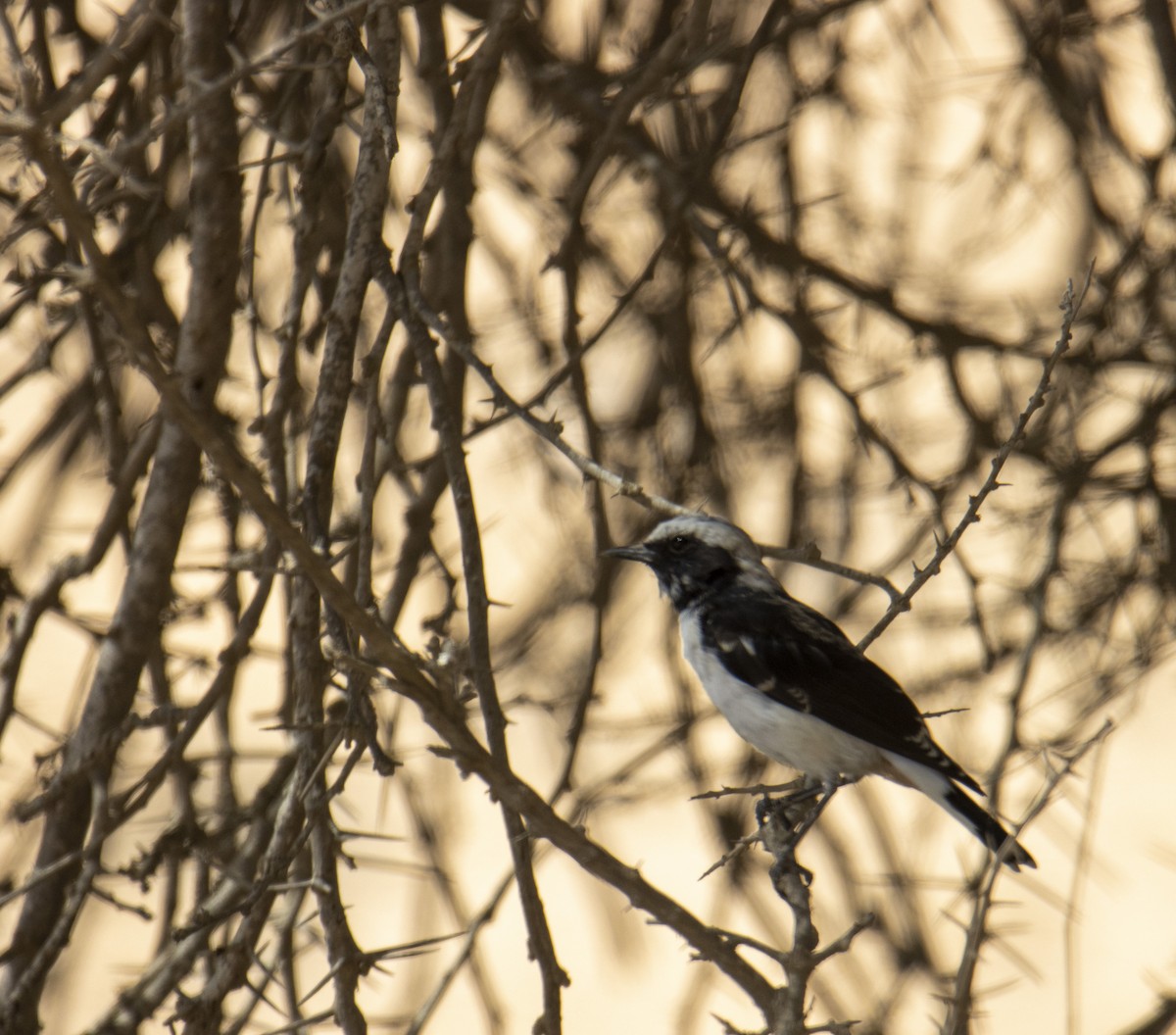 Mourning Wheatear - ML640705012
