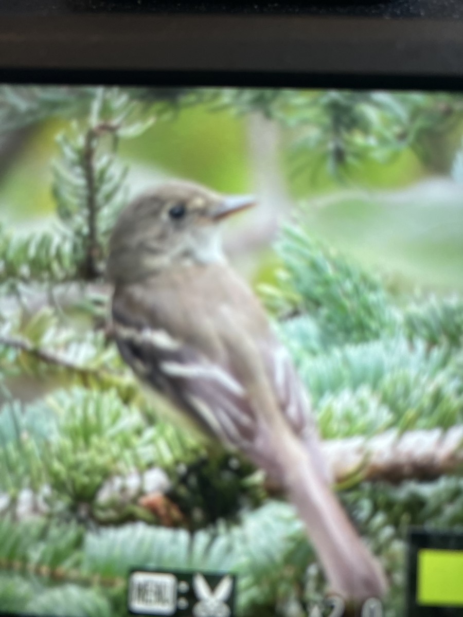 Alder Flycatcher - ML640705023