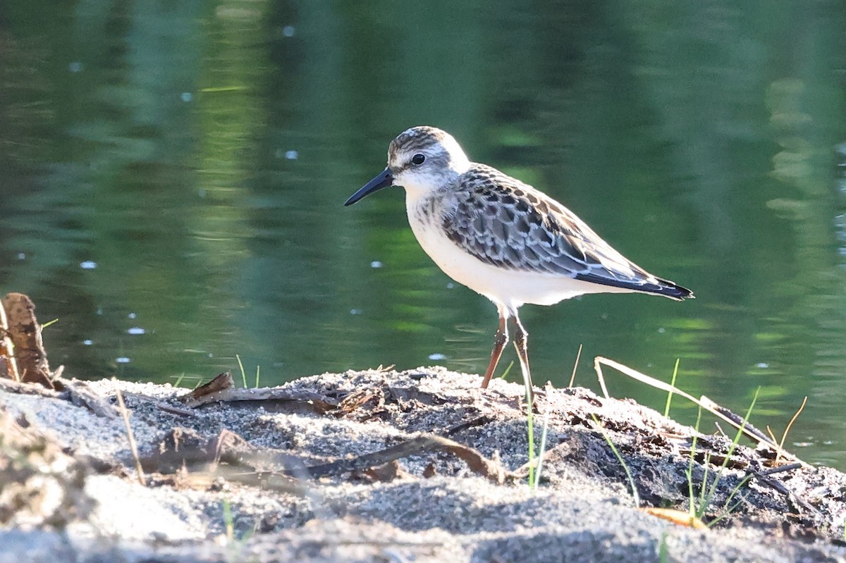 Semipalmated Sandpiper - ML640705028
