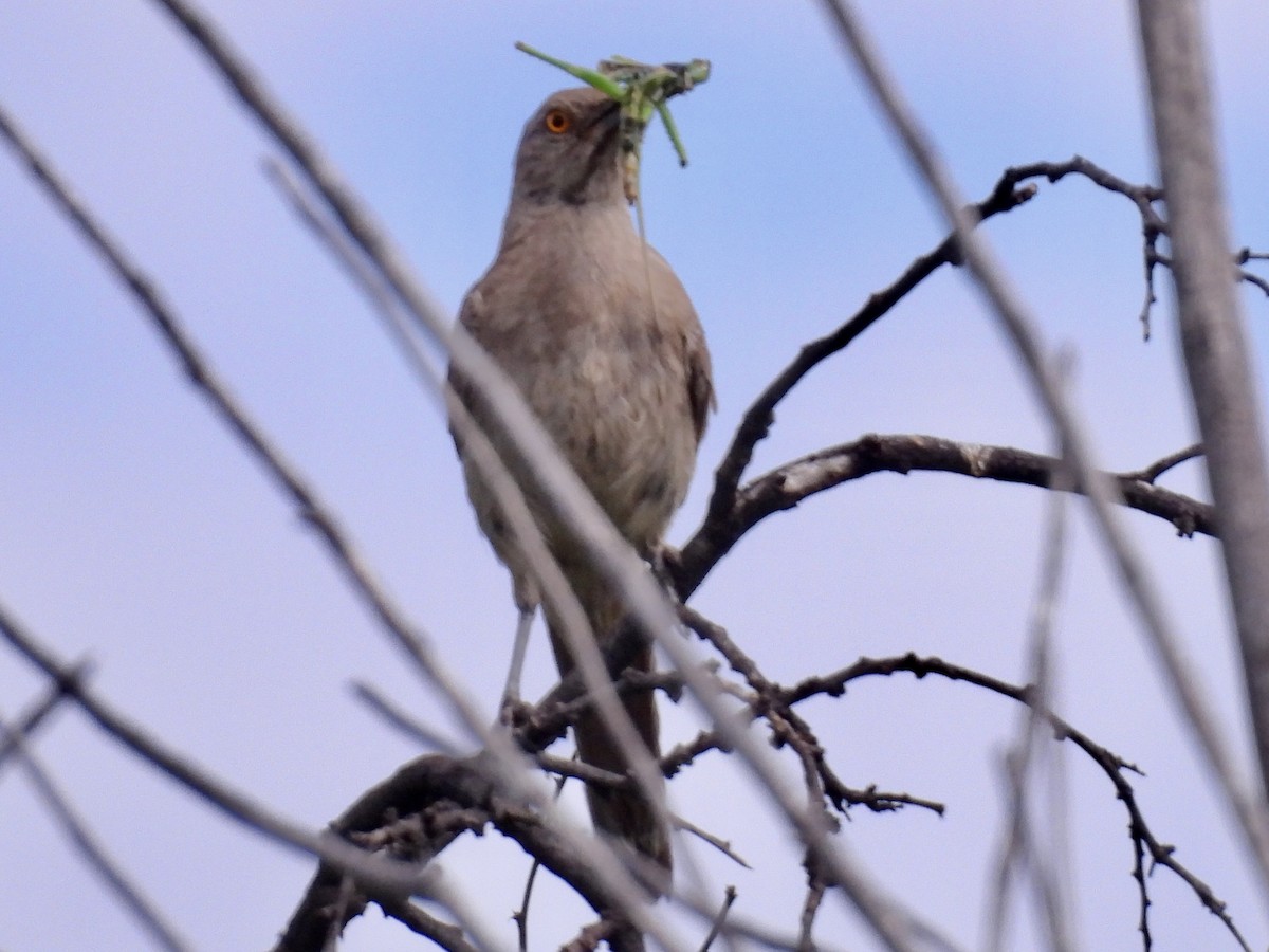 Curve-billed Thrasher - ML640705036