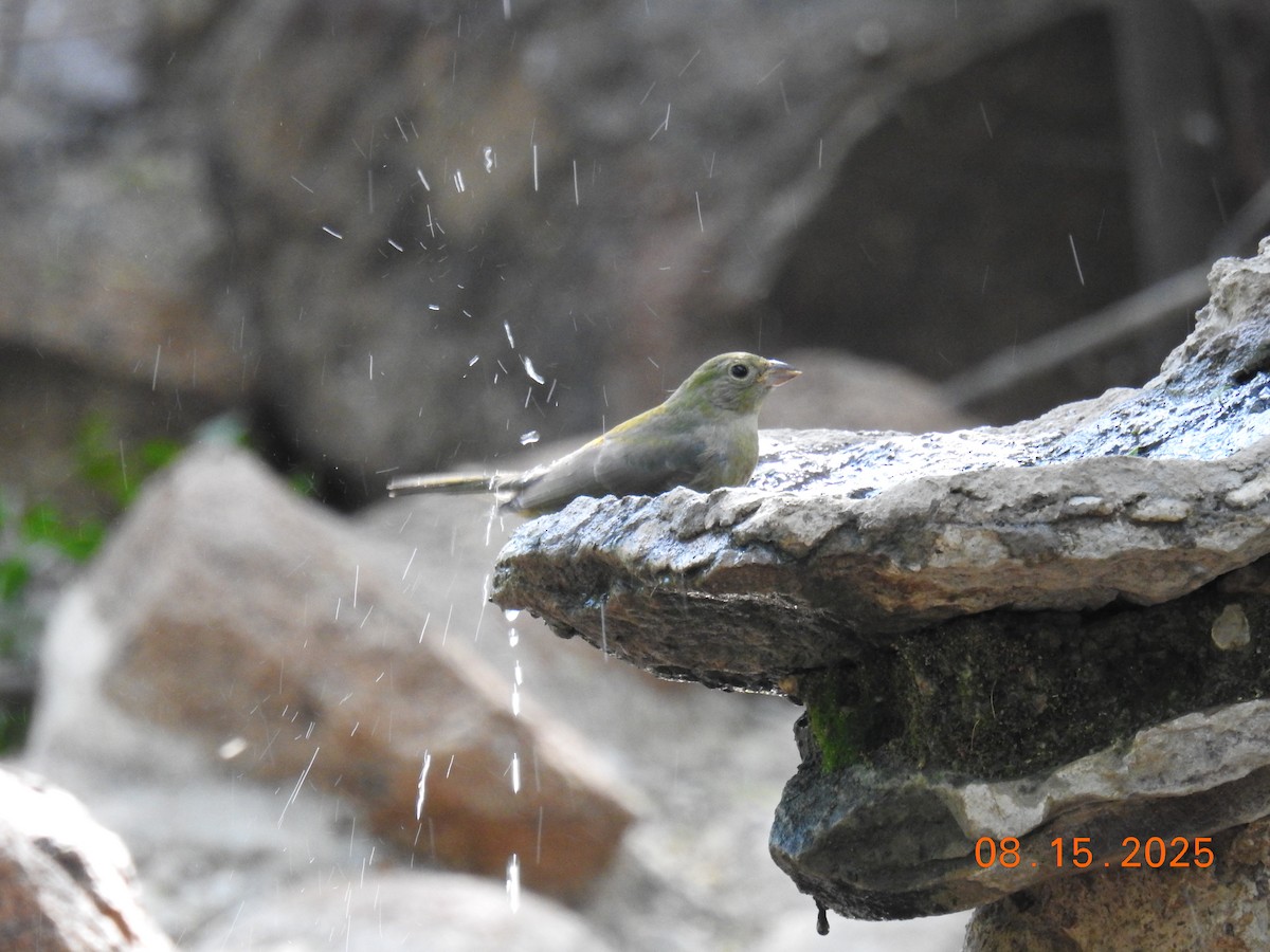 Painted Bunting - ML640705051
