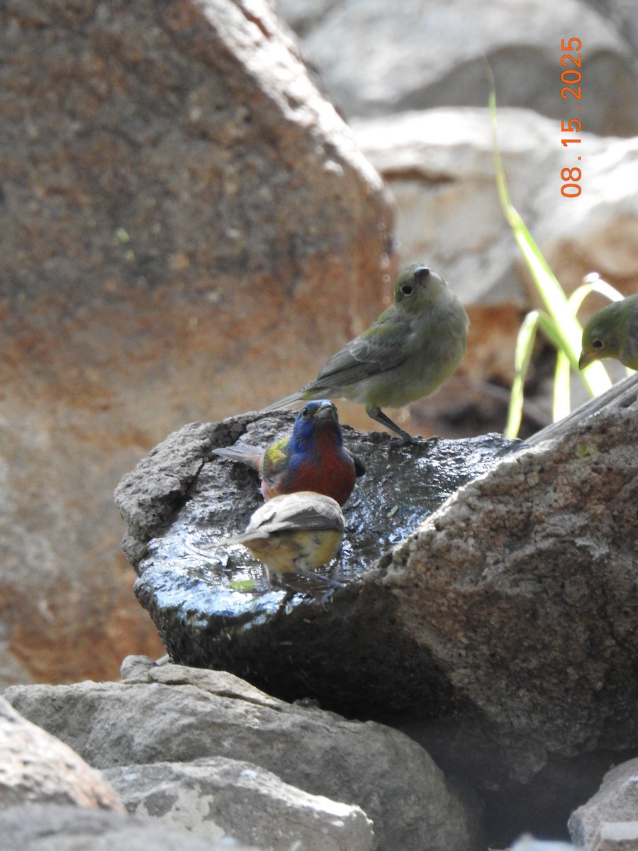 Painted Bunting - ML640705052