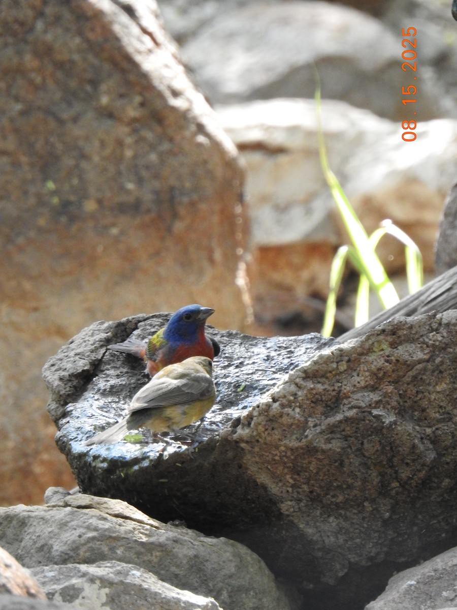 Painted Bunting - ML640705053