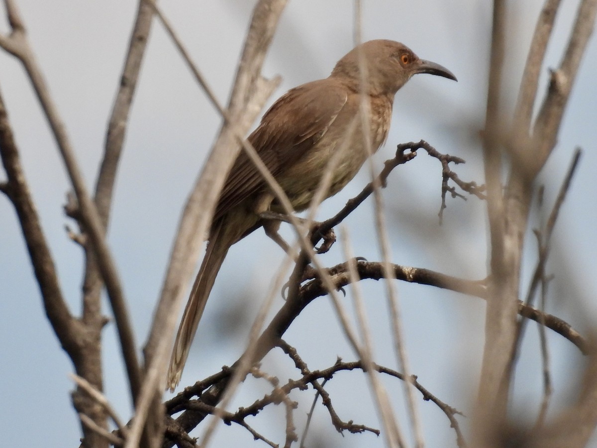 Curve-billed Thrasher - ML640705061