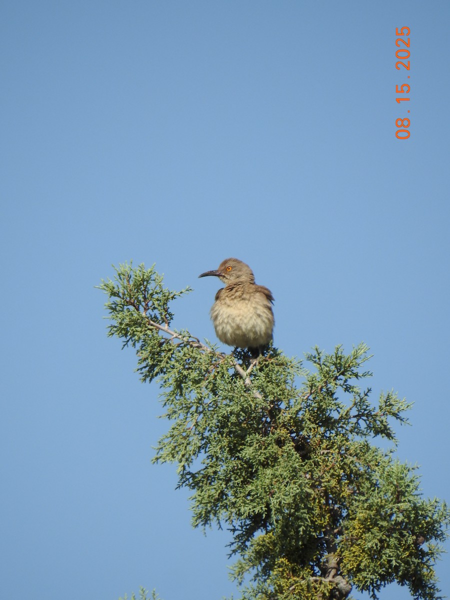 Curve-billed Thrasher - ML640705081