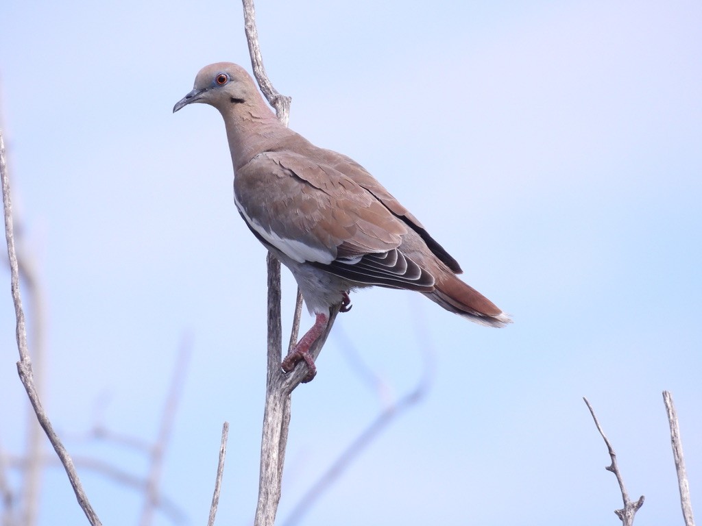 White-winged Dove - ML640705082