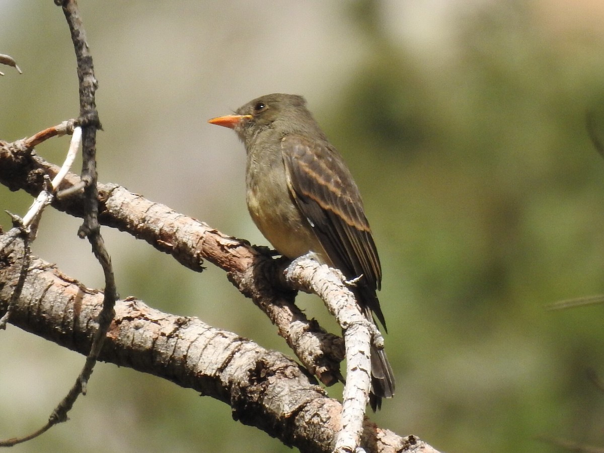 Greater Pewee - ML640705100